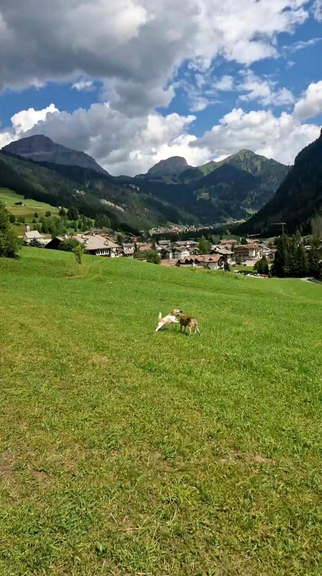 Cesa Cherpei - Dog Friendly Campitello di Fassa Exterior photo